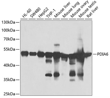 PDIA6 Antibody