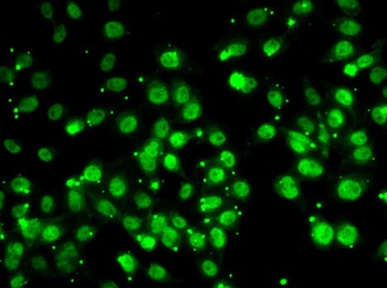 QKI Antibody