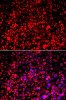 TOMM20 Antibody