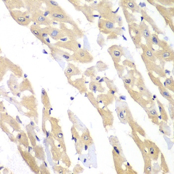 CCT3 Antibody