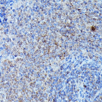 CSF3 Antibody