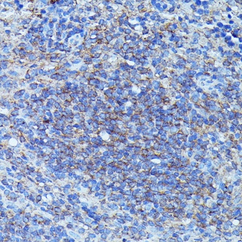 CSF3 Antibody