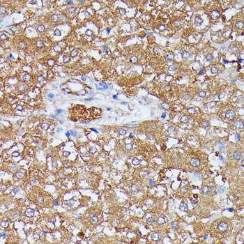 HDLBP Antibody