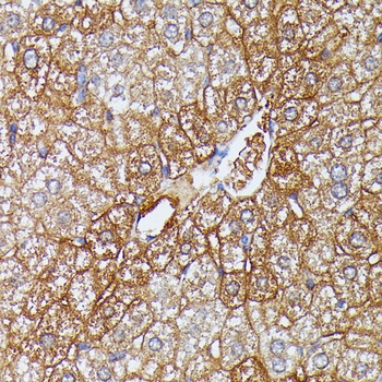HDLBP Antibody
