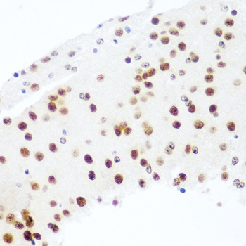 AGO2 Antibody