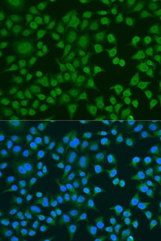 ELAVL2 Antibody