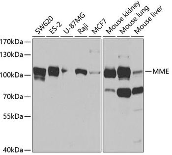MME Antibody