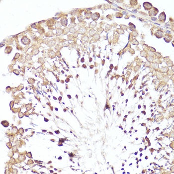 MME Antibody