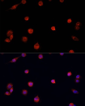 PRDM14 Antibody
