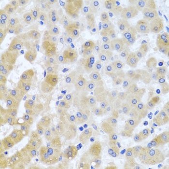 EIF3M Antibody