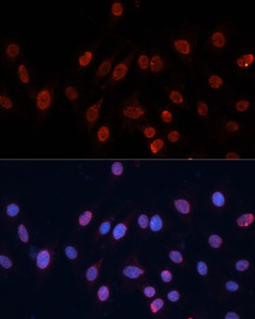 HNRNPU Antibody