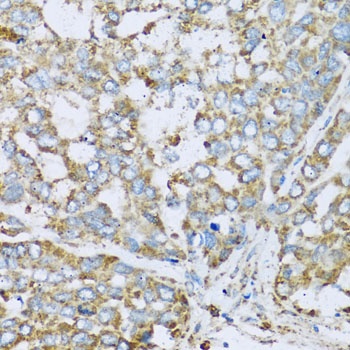 COX6A1 Antibody