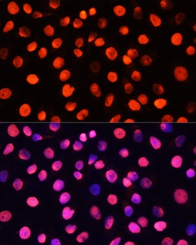 COX6A1 Antibody