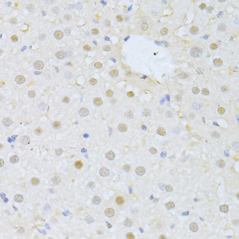 FBXO32 Antibody