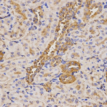 KLK5 Antibody