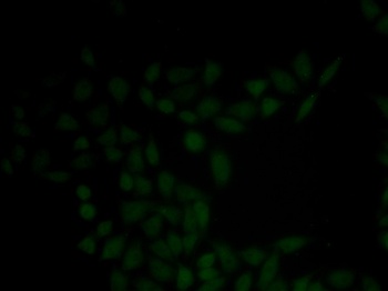 KRT5 Antibody