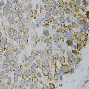 GNAO1 Antibody