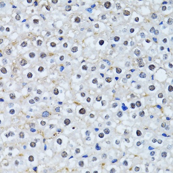 HIST2H2BE Antibody