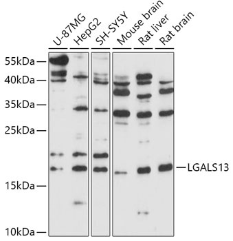 LGALS13 Antibody
