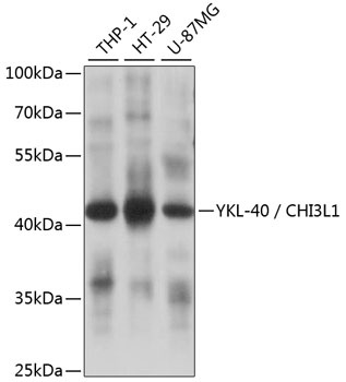 CHI3L1 Antibody