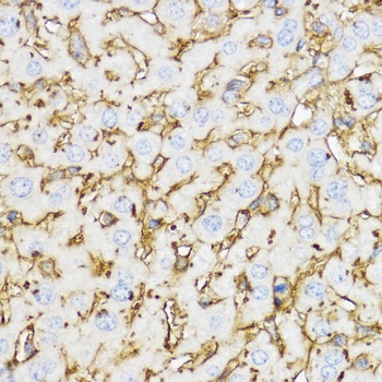 CHI3L1 Antibody