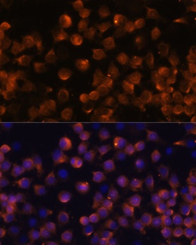CFB Antibody
