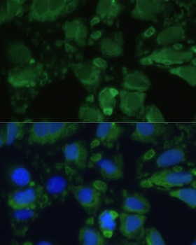ENO1 Antibody