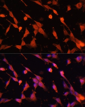 ENO1 Antibody