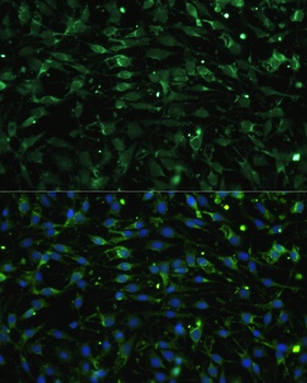 CHRM1 Antibody