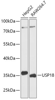 USP18 Antibody