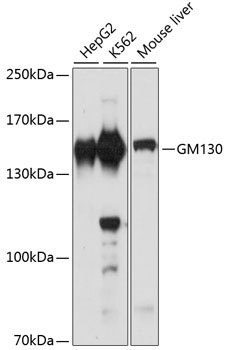 GOLGA2 Antibody