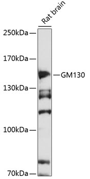 GOLGA2 Antibody