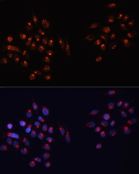 GOLGA2 Antibody