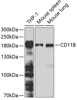 ITGAM Antibody