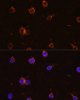 ITGAM Antibody