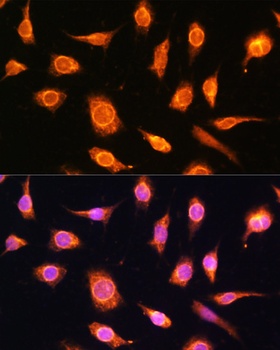 PTCH1 Antibody
