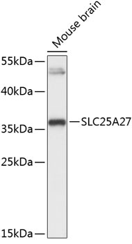 SLC25A27 Antibody
