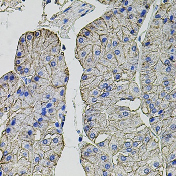 CA9 Antibody