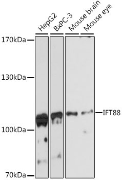 IFT88 Antibody