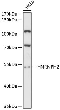 HNRNPH2 Antibody