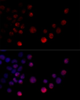HNRNPH2 Antibody