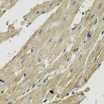SMN2 Antibody
