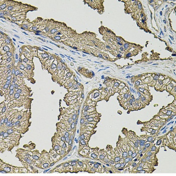 SMN2 Antibody