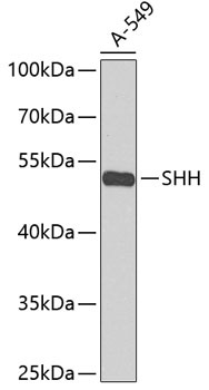 SHH Antibody