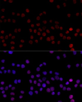 HNRNPL Antibody