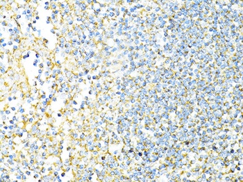 CD8A Antibody