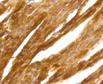 PRKCA Antibody