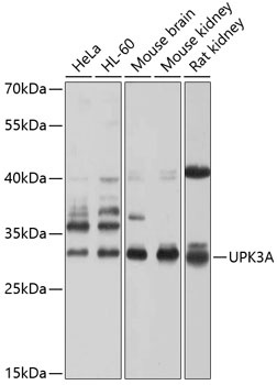 UPK3A Antibody