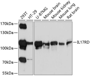IL17RD Antibody