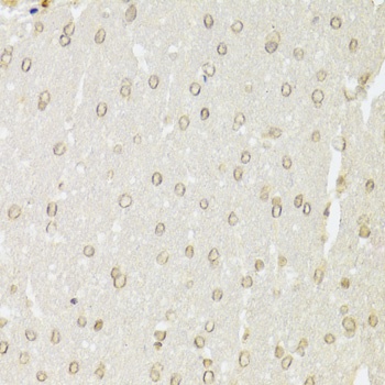 XRCC6 Antibody